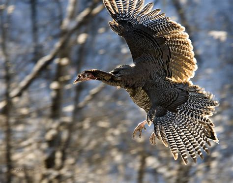 Flying Turkey Female Wild Turkey Meleagris Gallopavo Flyin Flickr