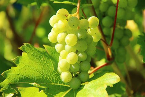 Free Images Tree Grape Vineyard Wine Fruit Flower Food Green