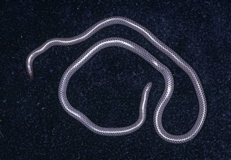 Slender Thread Snake Namibiana Gracilior INaturalist