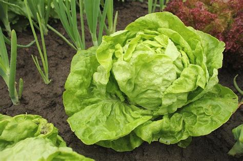 Qué Variedad De Lechuga Elegir Y Cómo Cultivarla — Mejor Con Salud