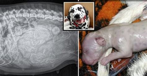 Pregnant Dog With Giant Belly Starts Giving Birth Then Mom Realizes