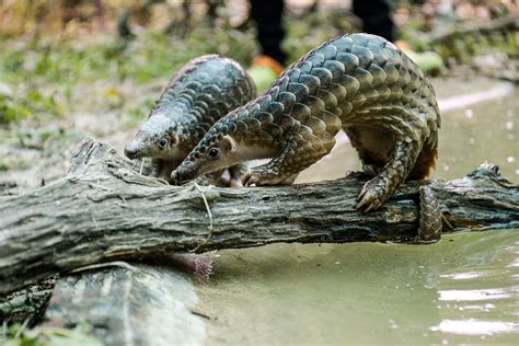 China Removes Pangolin Scales From Official Traditional Medicine List