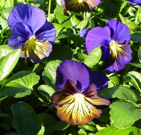 Berns landscaping offers annual flower plantings for residential homes and commercial businesses in michigan. Which Flowers Are Edible? | North Carolina Cooperative ...