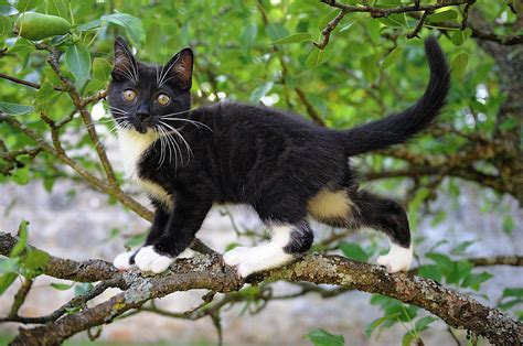 Young Black Domestic Cat Climbing Tree France Photograph By Jouan Rius