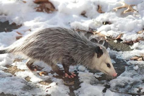 How Do Opossums Survive Winter North American Nature