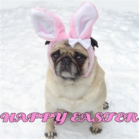 Cute Pug Bunny Happy Easter Dogs Photo 33991737 Fanpop
