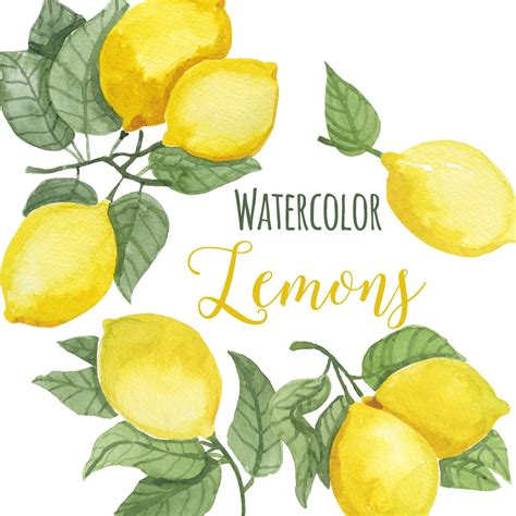 Watercolor Lemon Clip Art Trendy Lemon Leaves Clipart Lemons Etsy