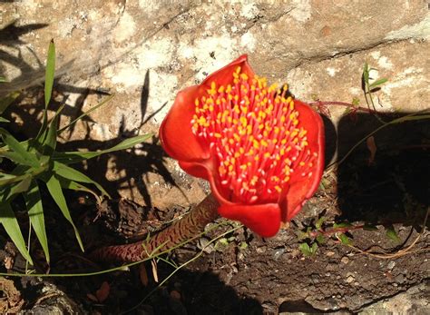After resting for another winter, it will really take off and finally bloom. identification - What is this late-summer red flower ...