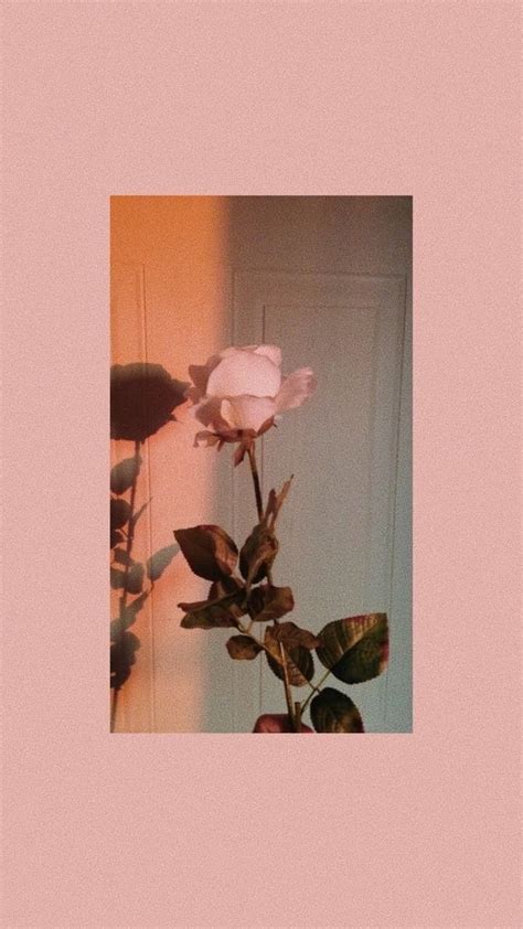 Submitted 11 days ago by shreliz. #background #peach #aesthetic #flowers #collages #rose ...