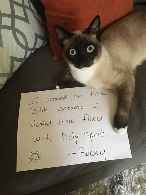 Pin By Donna Kerr On Animals Do The Darnedest Things Cat Shaming