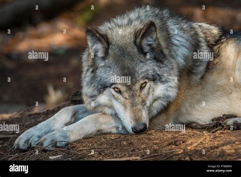 Gray Wolf Lying Down Stock Photo Alamy