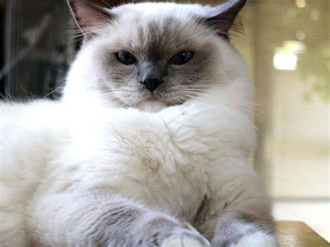 Cute ragdoll bowie the ragdoll cat. Ragdoll - Information, Health, Pictures & Training Pet Paw