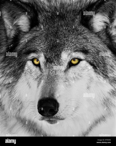 Black And White Wolf Portrait Stock Photo Alamy
