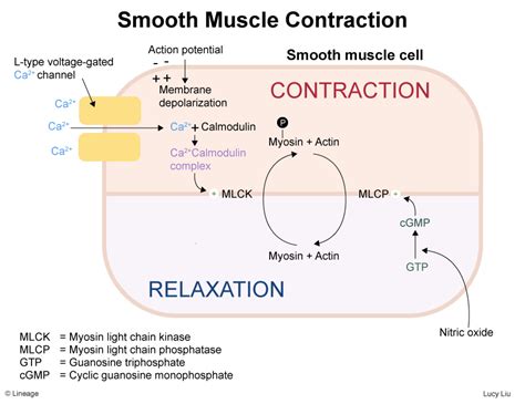 Smooth Muscle Contractions Msk Medbullets Step 1