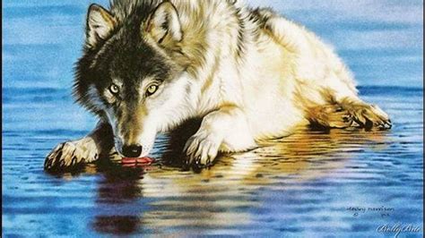 Si quieres los mejores fondos de pantalla para móvil en esta página podrás descargarlos. Fondo de Pantalla Animales lobo en el agua