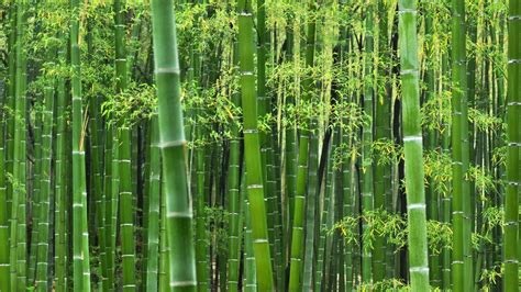 Simple Bamboo Hd Wallpapers Top Free Simple Bamboo Hd Backgrounds Wallpaperaccess