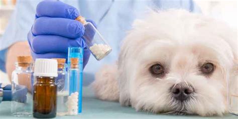 Epilepsie Beim Hund Tiermedizin Dr Gumpert