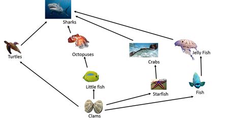 Food Web The Great Barrier Reef Ecosystem