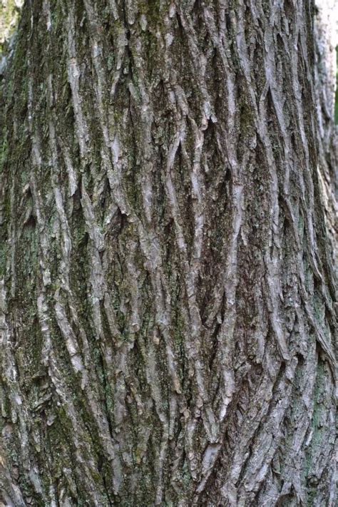 Trees With White Bark In Virginia Shonta Oleary