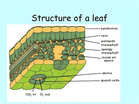 Leaf Structure And Photosynthesis Youtube