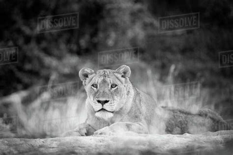 A Lioness Panthera Leo Lies On Sand Head Up Alert In Black And