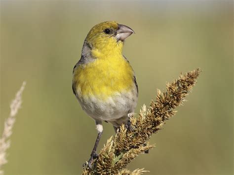 19 Birds With Yellow Heads With Photos Animal Hype
