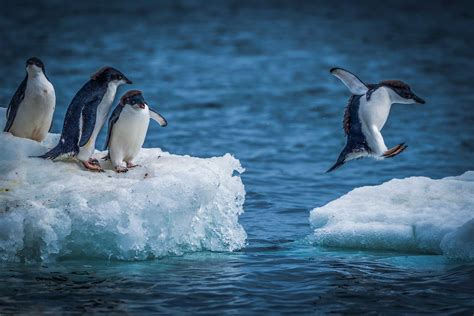 Meet The Penguins Iceberg Web Design