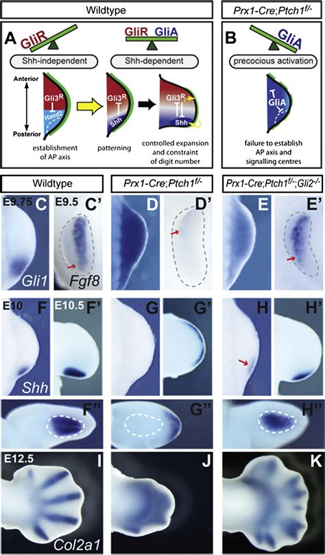 A Switch From Low To High Shh Activity Regulates Establishment Of Limb