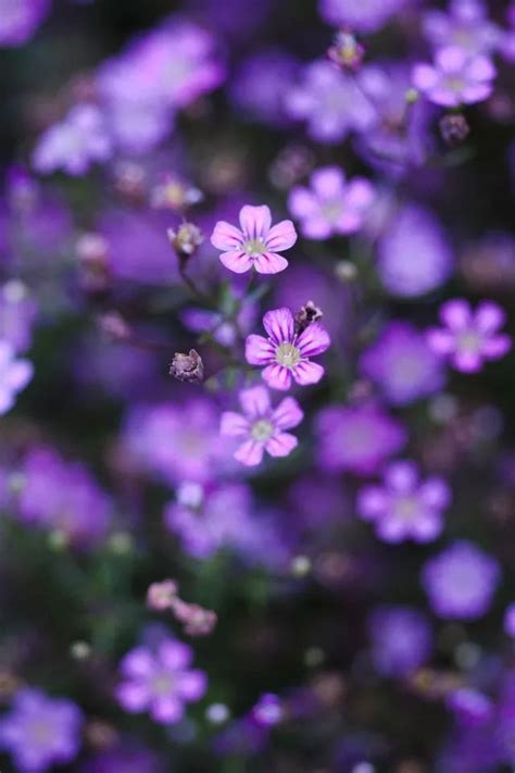 Purple Flower Iphone 4s Wallpapers Free Download