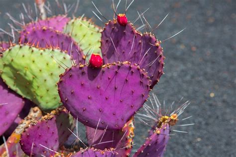 How And Why You Should Identify Your Cacti Happysprout