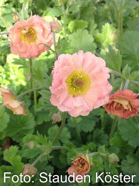 Home > online shop > geum 'mai tai'. Stauden Stade Versand Shop: Geum chiloense 'Mai Tai ...
