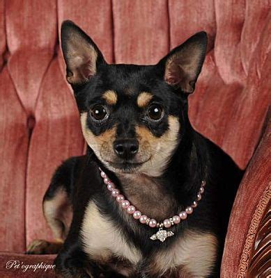 Everyday low adoption fees include spay and neuter services, vaccines and microchipping. Las Vegas, NV - Chihuahua. Meet Petunia a Pet for Adoption.