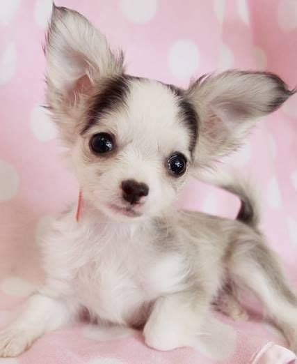 Unfortunately, this miniature size causes some serious standard sized chihuahuas usually have long lifespans, but the health issues in teacup chihuahuas can mean they live much shorter lives. Pinterest • The world's catalog of ideas