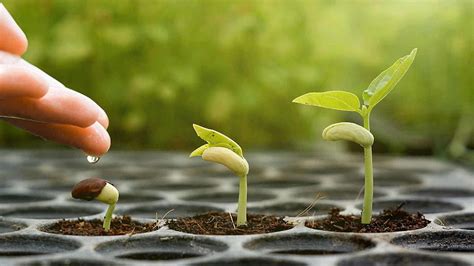 Seed Germination Sprout And Soil Hd Wallpaper Pxfuel