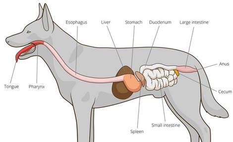 The etiology of the congenital idiopathic megaesophagus and acquired idiopathic megaesophagus is unknown. Megaesophagus in Dogs - Meadows Veterinary Clinic of East ...