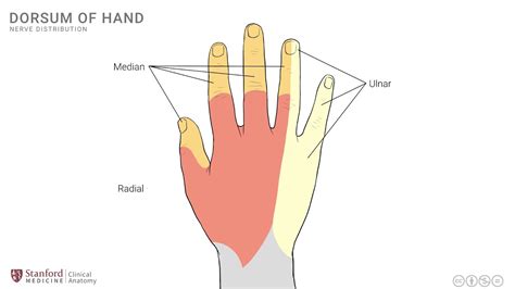 Anatomy Of Dorsal Hand