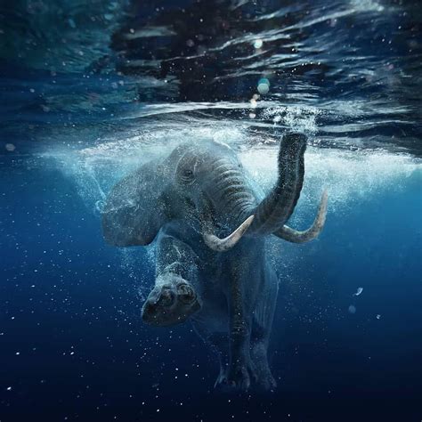 Underwater Capture Of An Elephant Swimming Rpics