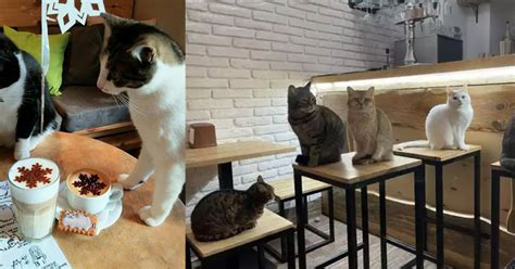 5 Cat Cafes In Bangalore For Pawsome Experience Superrlife