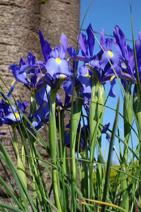 Irises Reaching For The Spring Sun In Santa Cruz Ca Flower Photos