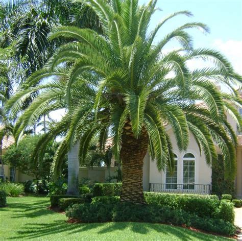 Some of the smaller types of palm trees would be totally suited for container gardening. Palm Trees of the Rio Grande Valley | HubPages