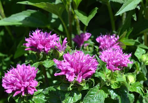 Top 10 Summer Blooming Perennials English Gardens