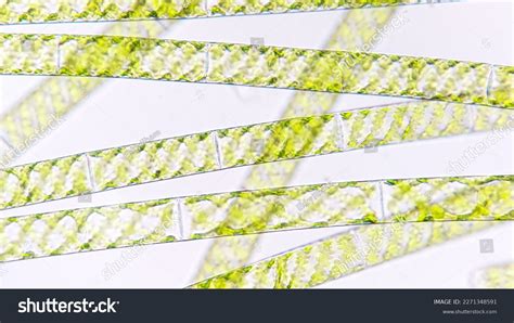 Spirogyra Filamentous Freshwater Green Algae Spiral Stock Photo