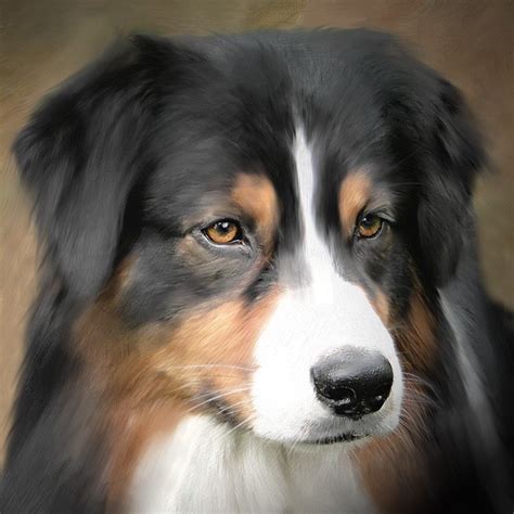 Custom Dog Portrait Australian Shepherd 8 X 8 Stretched Canvas Etsy