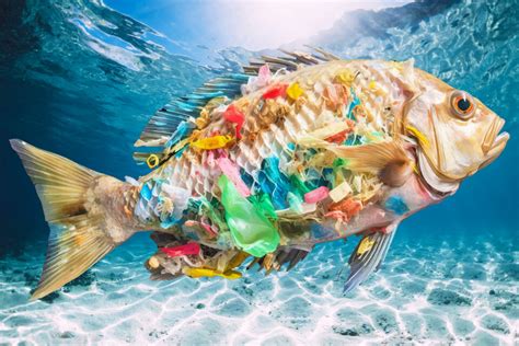 Microplastic Pollution Found In Every Aquatic Species Tested •