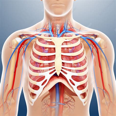 Chest Anatomy Artwork Stock Image F Science Photo Library