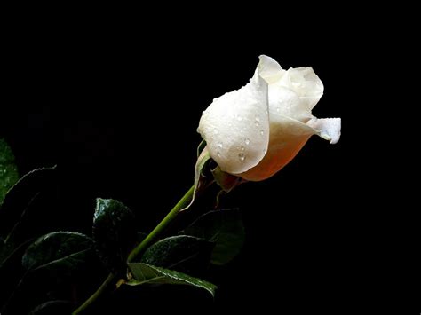 White Rose Wallpaper Wallpapersafari