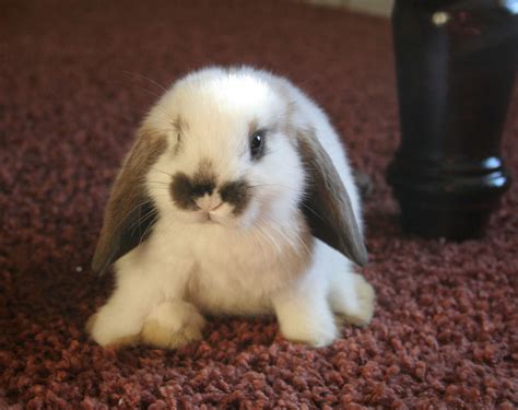 20 Cute Bunny Pictures Amazing Creatures