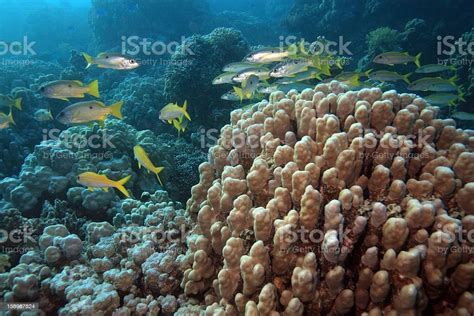 Red Sea Stock Photo Download Image Now Activity Africa Animal