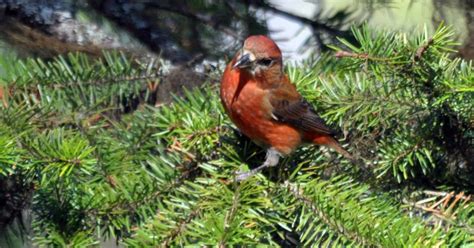 Eco Tours Bc Birding In The Cariboo Mountains