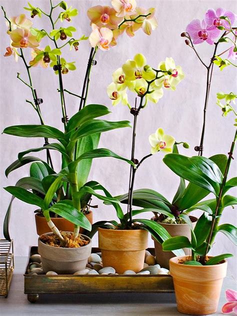 Indoor Gardens How To Grow And Manage Orchids Orchids Beautiful